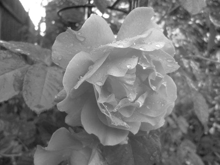 IMG_3726 - FLOWERS 2015