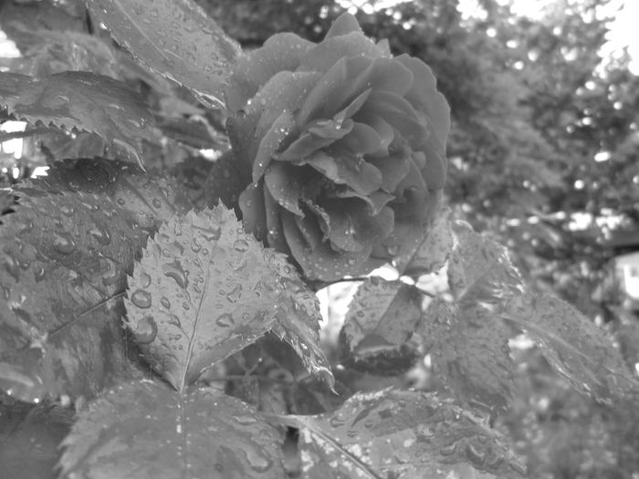 IMG_3727 - FLOWERS 2015