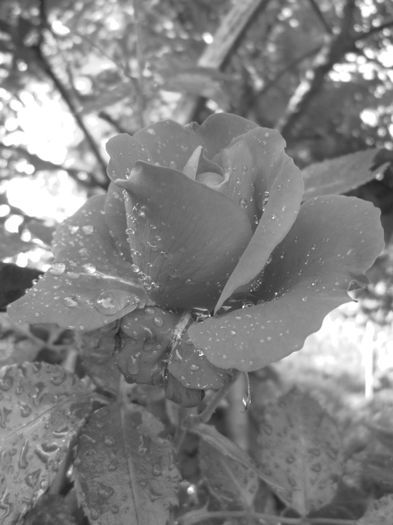 IMG_3729 - FLOWERS 2015