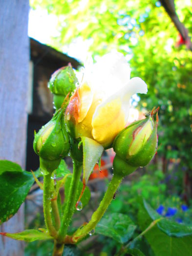 IMG_3730 - FLOWERS 2015