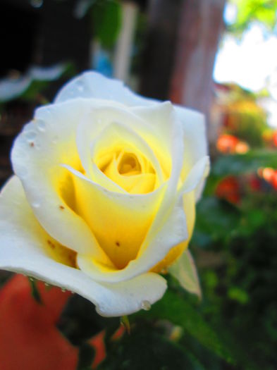 IMG_3731 - FLOWERS 2015