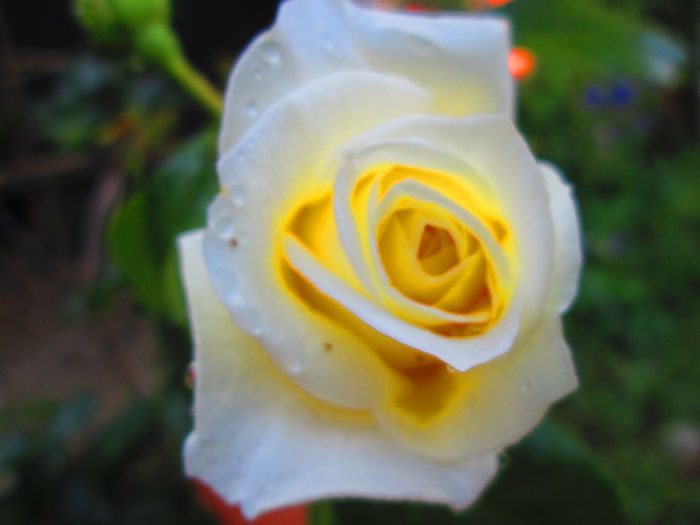 IMG_3732 - FLOWERS 2015