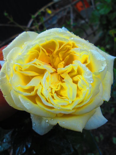 IMG_3733 - FLOWERS 2015