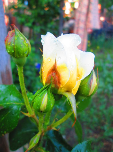 IMG_3736 - FLOWERS 2015