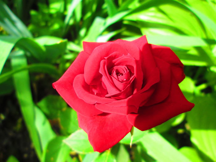 IMG_3739 - FLOWERS 2015