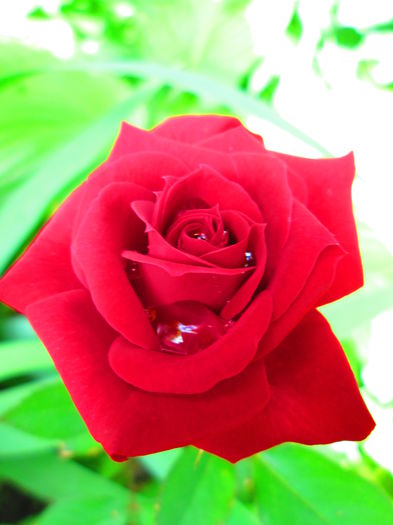 IMG_3740 - FLOWERS 2015