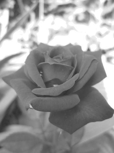 IMG_3743 - FLOWERS 2015