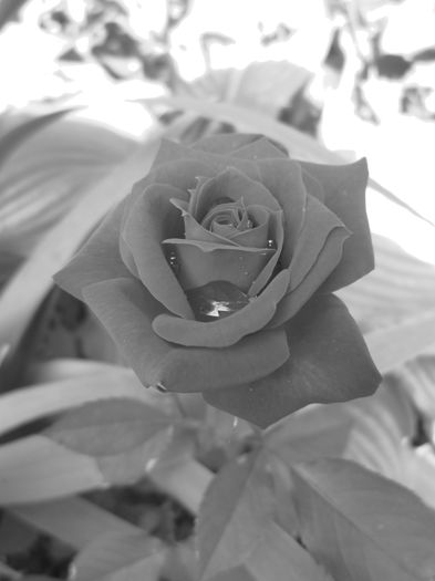 IMG_3744 - FLOWERS 2015
