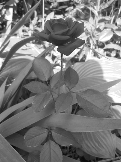IMG_3745 - FLOWERS 2015