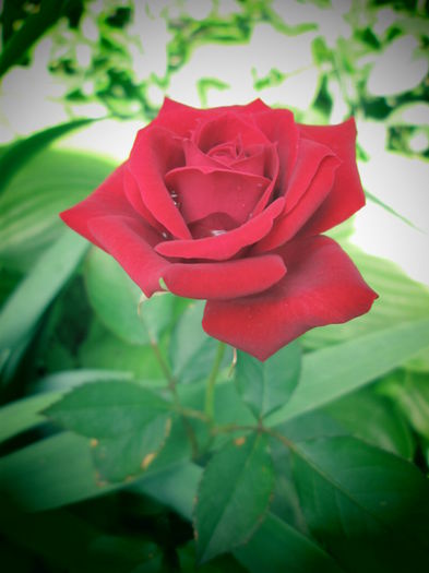 IMG_3746 - FLOWERS 2015