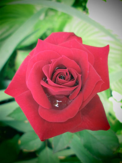 IMG_3747 - FLOWERS 2015