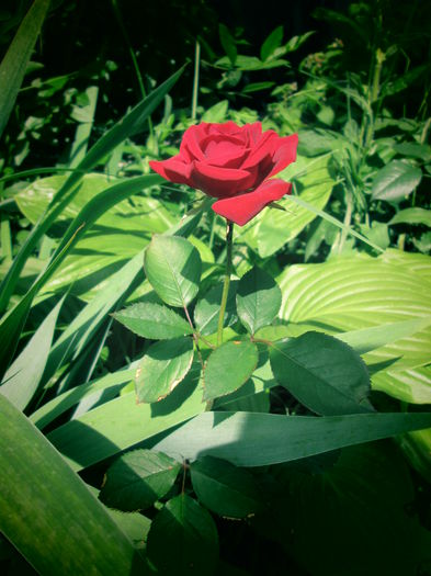IMG_3749 - FLOWERS 2015