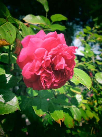 IMG_3750 - FLOWERS 2015