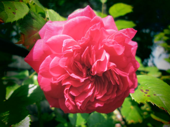 IMG_3751 - FLOWERS 2015