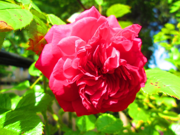 IMG_3752 - FLOWERS 2015