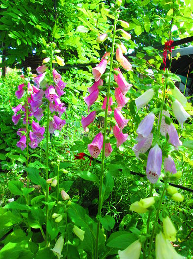 IMG_3754 - FLOWERS 2015