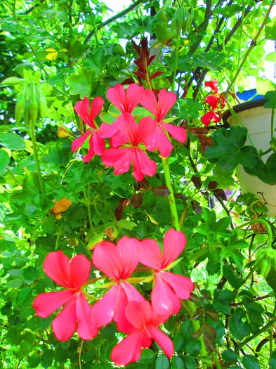 IMG_3755 - FLOWERS 2015