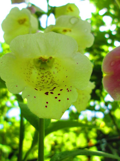 IMG_3758 - FLOWERS 2015