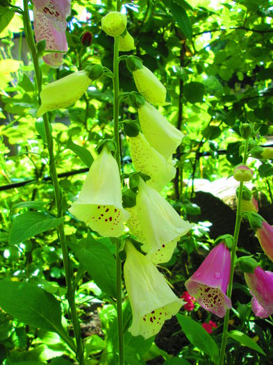 IMG_3759 - FLOWERS 2015