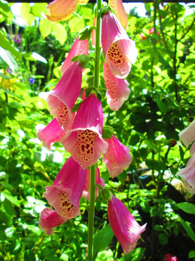 IMG_3760 - FLOWERS 2015