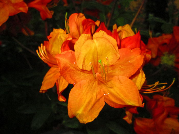 IMG_3623 - FLOWERS 2015