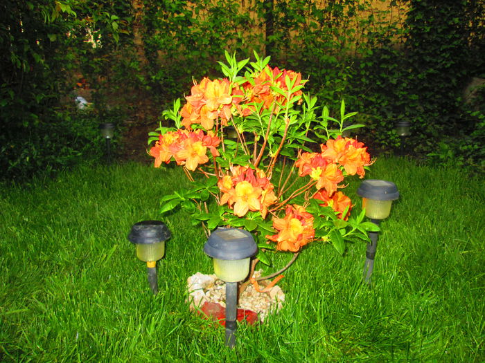 IMG_3625 - FLOWERS 2015
