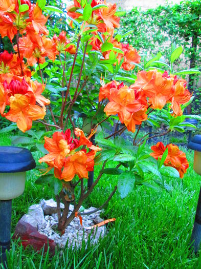IMG_3627 - FLOWERS 2015