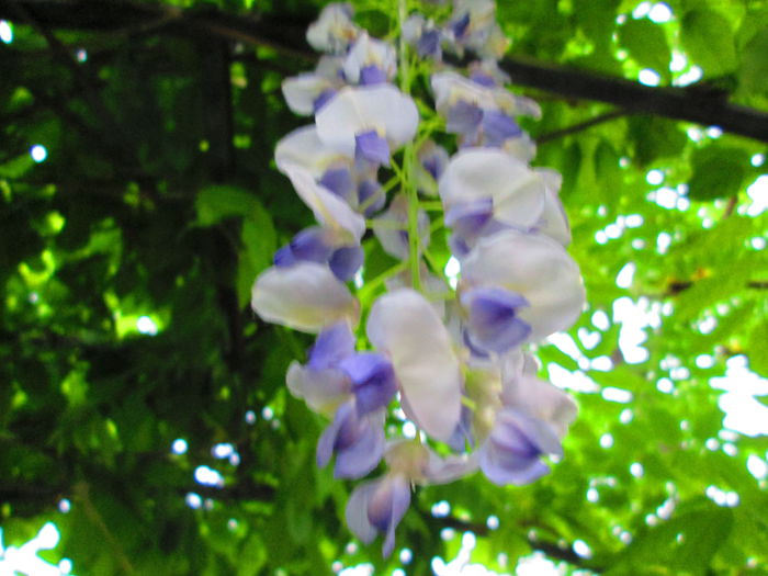 IMG_3636 - FLOWERS 2015