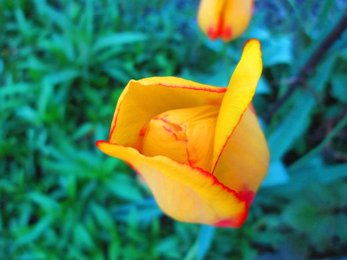 IMG_3637 - FLOWERS 2015