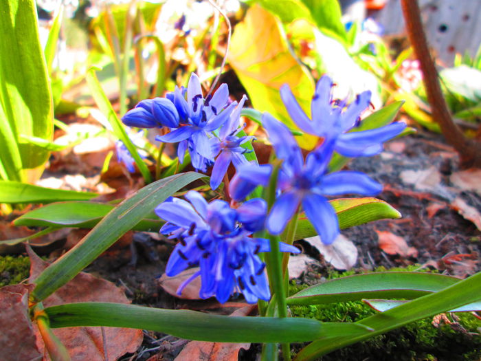 IMG_3072 - FLOWERS 2015