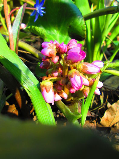 IMG_3073 - FLOWERS 2015