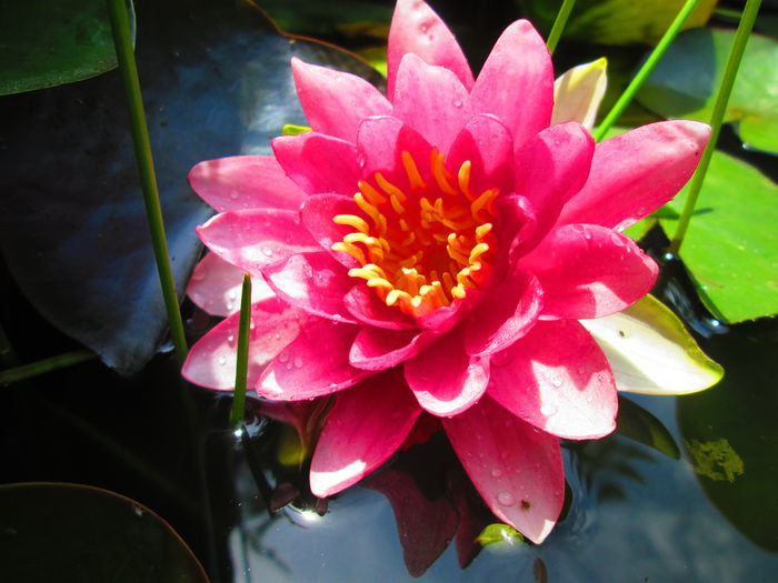 IMG_3902 - FLOWERS 2015