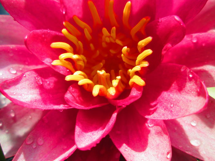 IMG_3903 - FLOWERS 2015