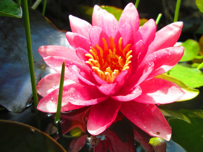 IMG_3904 - FLOWERS 2015