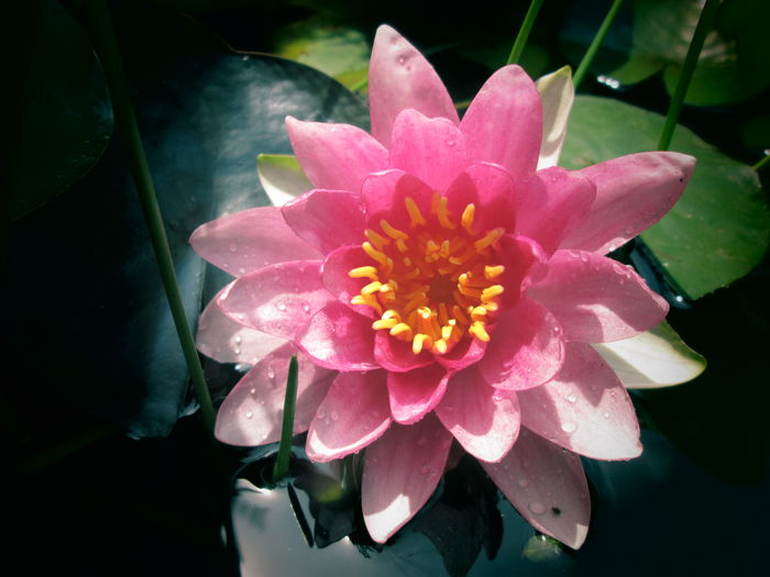 IMG_3906 - FLOWERS 2015