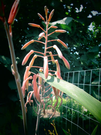 IMG_3907 - FLOWERS 2015