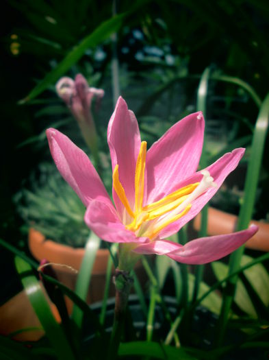 IMG_3909 - FLOWERS 2015