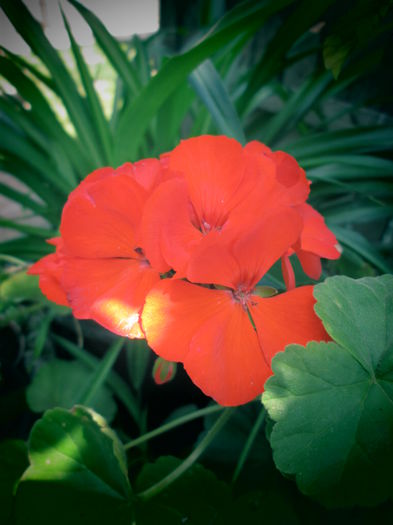 IMG_3914 - FLOWERS 2015