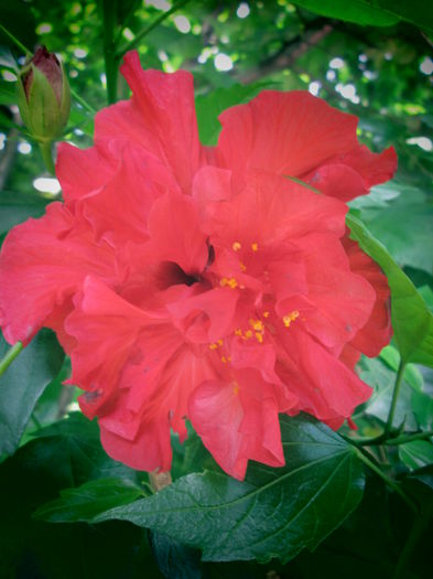 IMG_3915 - FLOWERS 2015
