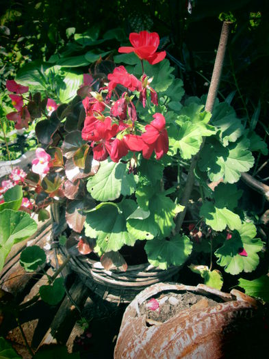 IMG_3916 - FLOWERS 2015
