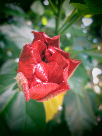 IMG_3917 - FLOWERS 2015