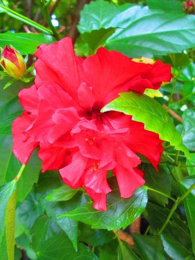 IMG_3921 - FLOWERS 2015