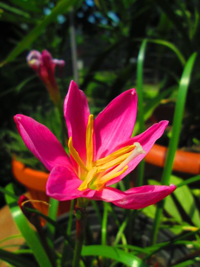 IMG_3929 - FLOWERS 2015