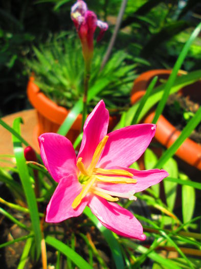 IMG_3931 - FLOWERS 2015