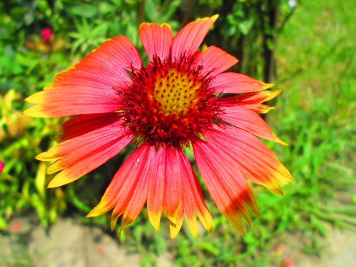 IMG_3934 - FLOWERS 2015