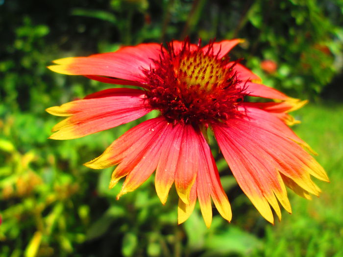 IMG_3935 - FLOWERS 2015