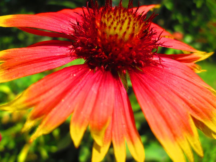 IMG_3936 - FLOWERS 2015