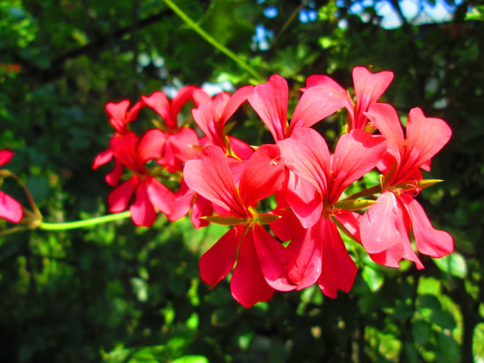 IMG_3937 - FLOWERS 2015