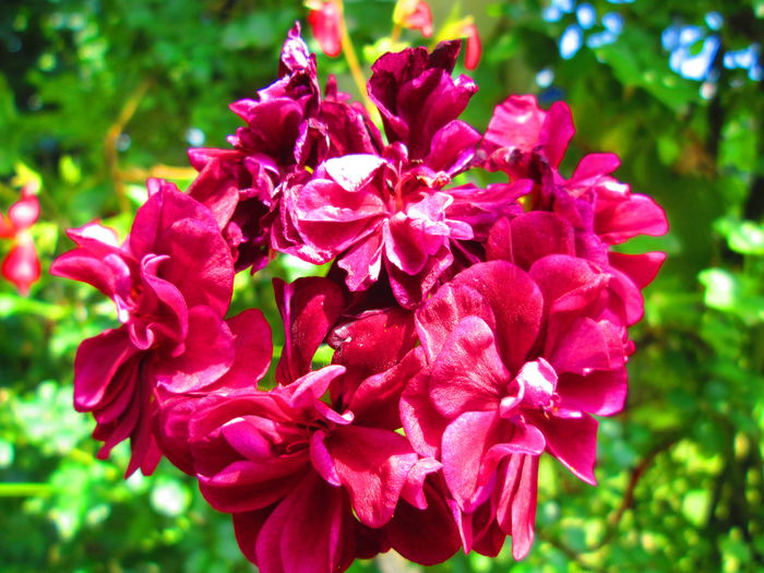 IMG_3938 - FLOWERS 2015