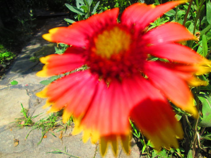 IMG_3939 - FLOWERS 2015